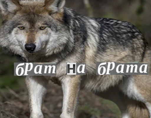 🙁 Стикер «Волк за брата» для Telegram