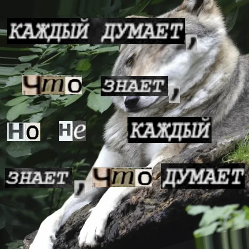 🧠 Стикер «Волк за брата» для Telegram