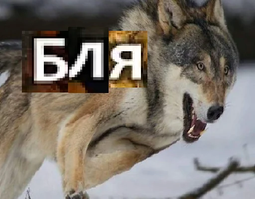 😠 Стикер «Волк за брата» для Telegram