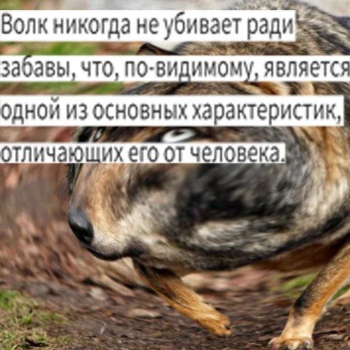 🫡 Стикер «Волк за брата» для Telegram