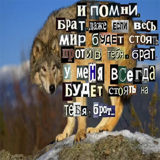 👥 Стикер «Волк за брата» для Telegram