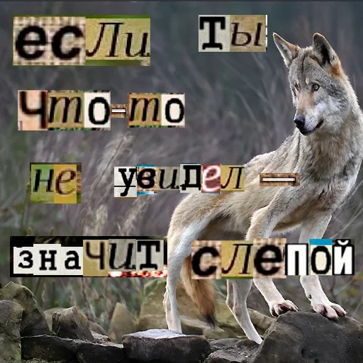 👁 Стикер «Волк за брата» для Telegram