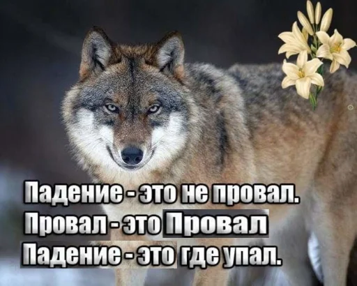🐺 Стикер «Волчьи цитаты» для Telegram