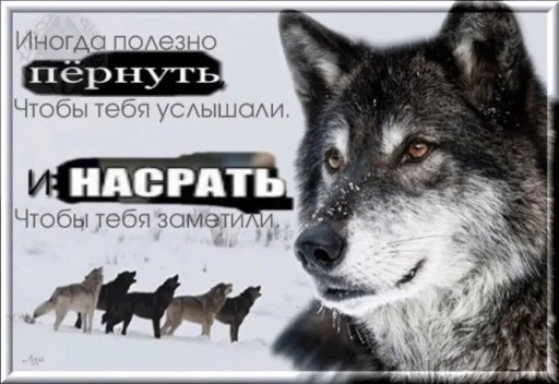 🐺 Стикер «Волчьи цитаты» для Telegram