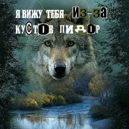 🐺 Стикер «Волчьи цитаты» для Telegram