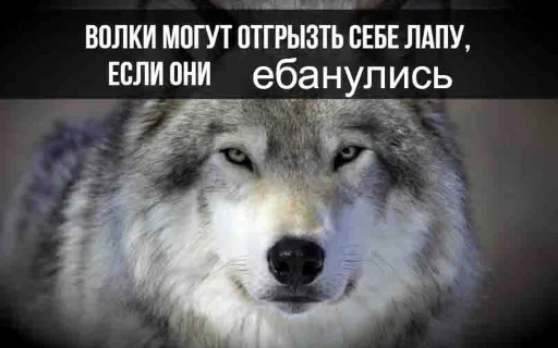 🐺 Стикер «Волчьи цитаты» для Telegram