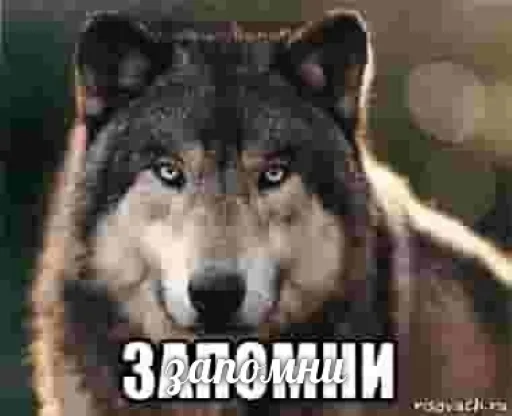 🐺 Стикер «Волчьи цитаты» для Telegram