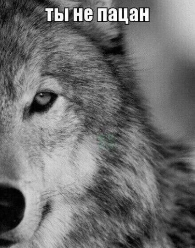 🐺 Стикер «Волчьи цитаты» для Telegram