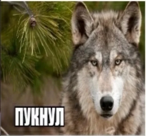 🐺 Стикер «Волчьи цитаты» для Telegram