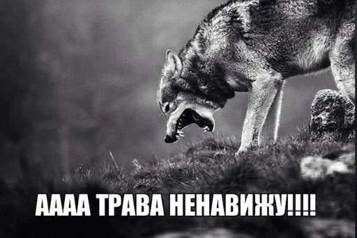 🐺 Стикер «Волчьи цитаты» для Telegram