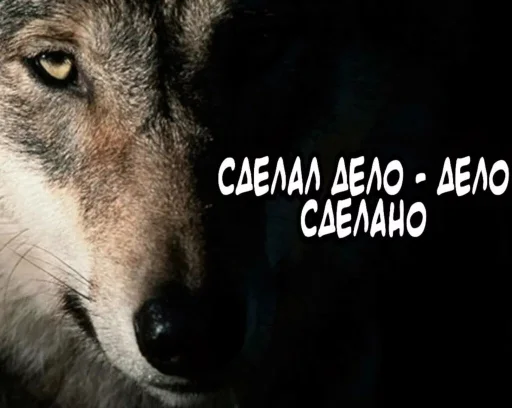 🐺 Стикер «Волчьи цитаты» для Telegram
