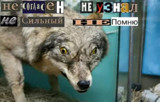🐺 Стикер «Волчьи цитаты» для Telegram