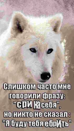 🐺 Стикер «Волчьи цитаты» для Telegram