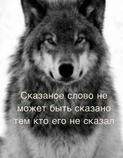 🐺 Стикер «Волчьи цитаты» для Telegram