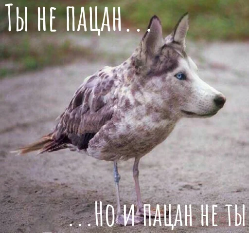🐺 Стикер «Волчьи цитаты» для Telegram