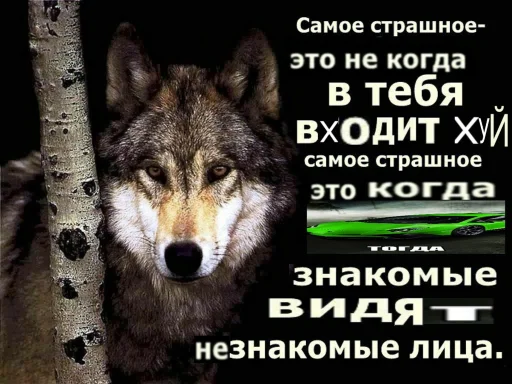 🐺 Стикер «Волчьи цитаты» для Telegram