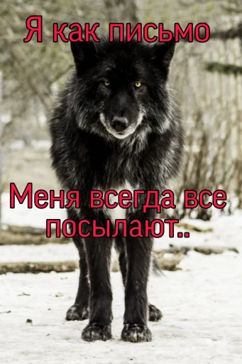 🐺 Стикер «Волчьи цитаты» для Telegram