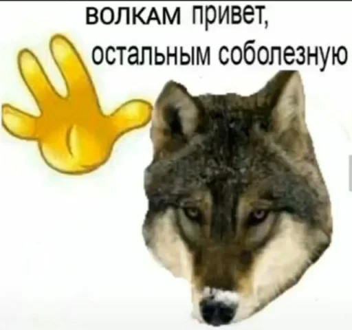 🤩 Стикер «Wolffe» для Telegram