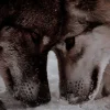 Стикер 2 Волчья Кровь