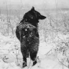 Стикер 15 Волчья Кровь