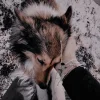 Стикер 60 Волчья Кровь
