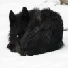 Стикер 51 Волчья Кровь