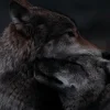 Стикер 5 Волчья Кровь