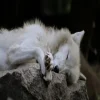 Стикер 29 Волчья Кровь