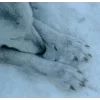 Стикер 41 Волчья Кровь