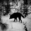 Стикер 13 Волчья Кровь