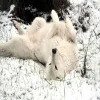 Стикер 37 Волчья Кровь