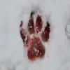 Стикер 44 Волчья Кровь