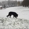 Стикер 14 Волчья Кровь