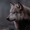 Стикер 7 Волчья Кровь