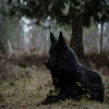 Стикер 55 Волчья Кровь