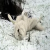 Стикер 38 Волчья Кровь