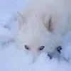 Стикер 39 Волчья Кровь