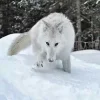 Стикер 50 Волчья Кровь