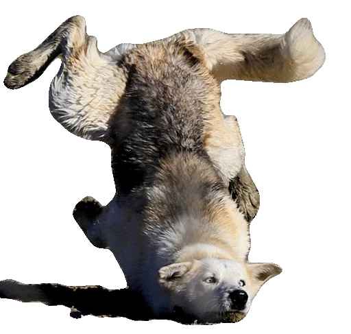 😖 Стикер «Wolfs» для Telegram