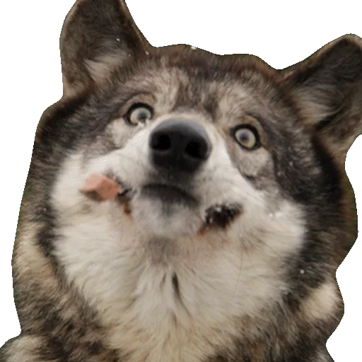 👻 Стикер «Wolfs» для Telegram