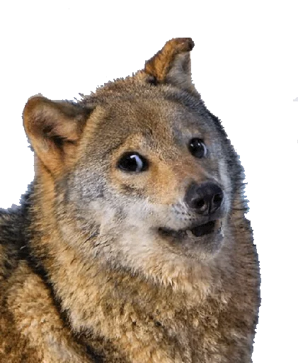 🤓 Стикер «Wolfs» для Telegram