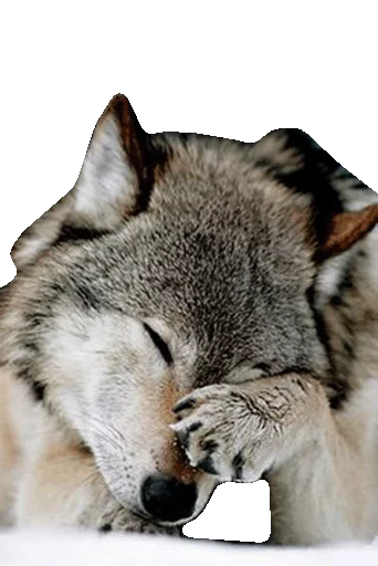 😣 Стикер «Wolfs» для Telegram