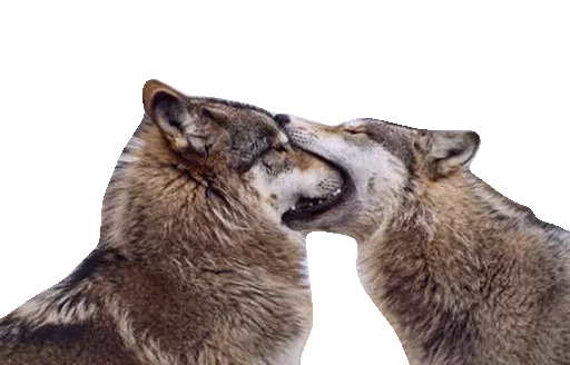 🍽 Стикер «Wolfs» для Telegram