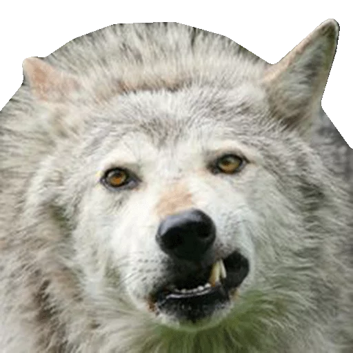 😏 Стикер «Wolfs» для Telegram