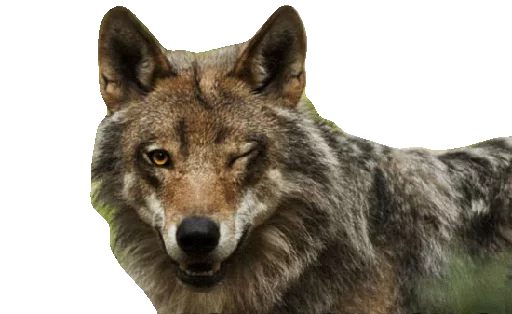 😉 Стикер «Wolfs» для Telegram