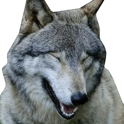 😁 Стикер «Wolfs» для Telegram