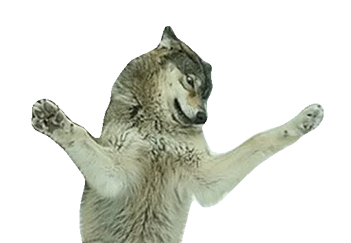 🙈 Стикер «Wolfs» для Telegram