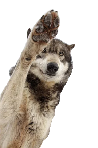 🐾 Стикер «Wolfs» для Telegram