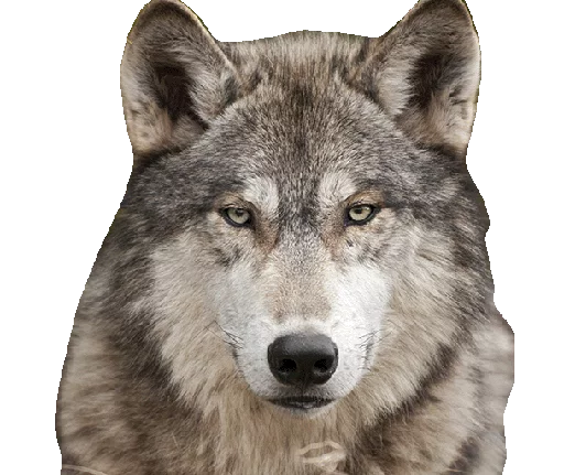 😶 Стикер «Wolfs» для Telegram