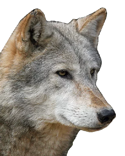 😐 Стикер «Wolfs» для Telegram